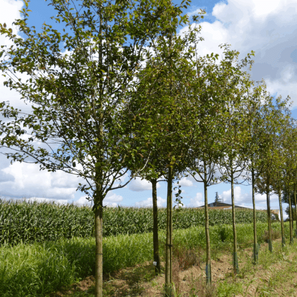 MALUS spectabilis – Image 3