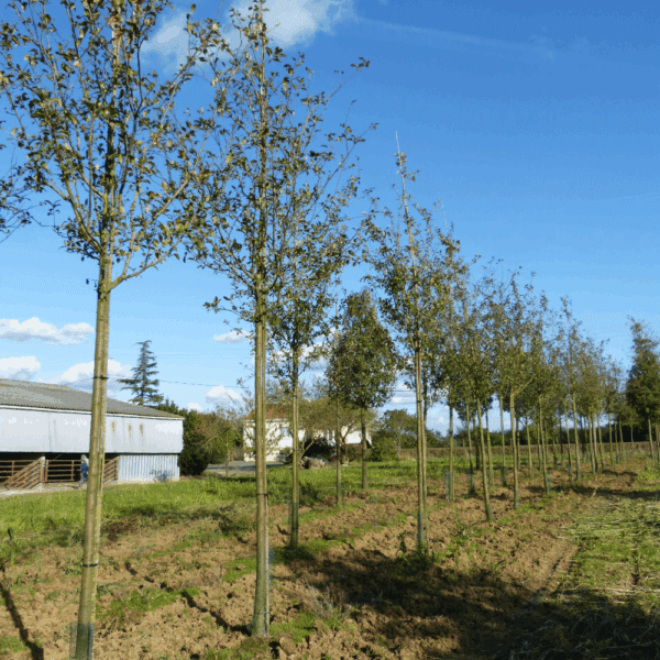 MALUS spectabilis – Image 7
