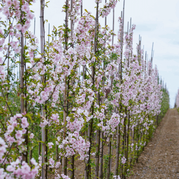 MALUS spectabilis – Image 2
