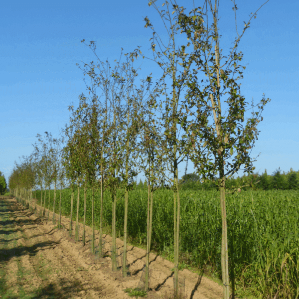 MALUS spectabilis – Image 6