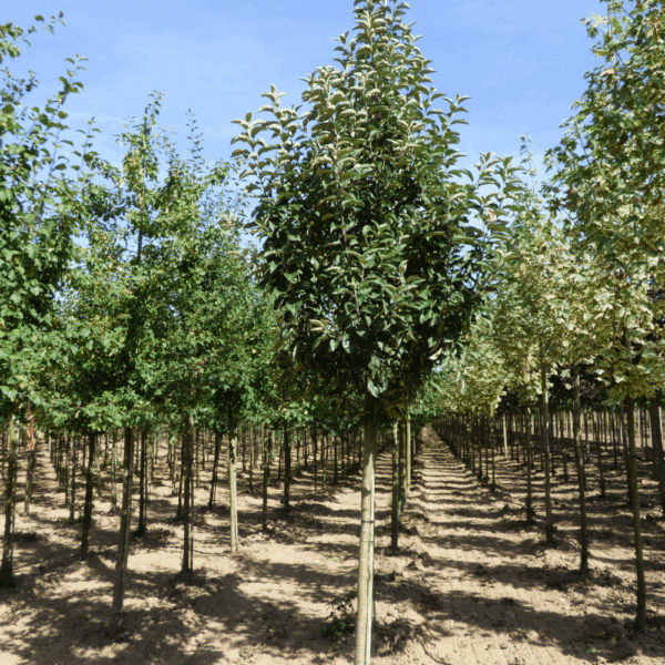 MALUS sylvestris – Image 2