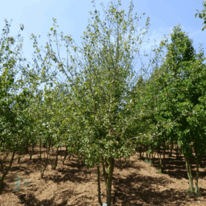 MALUS sylvestris