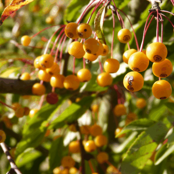 MALUS toringo – Image 5