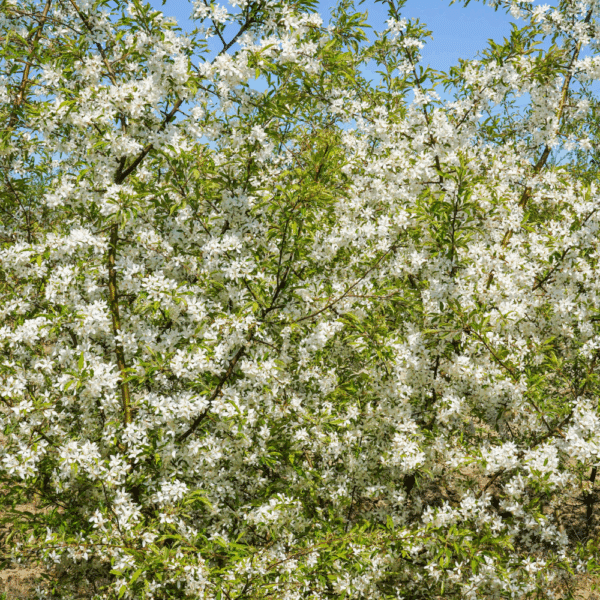 MALUS toringo – Image 2