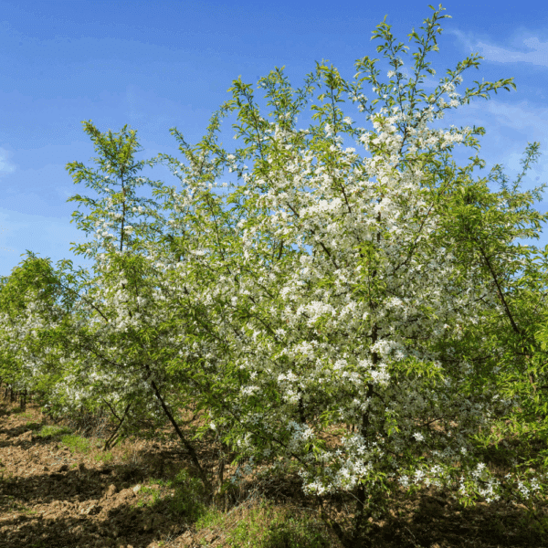 MALUS toringo – Image 8