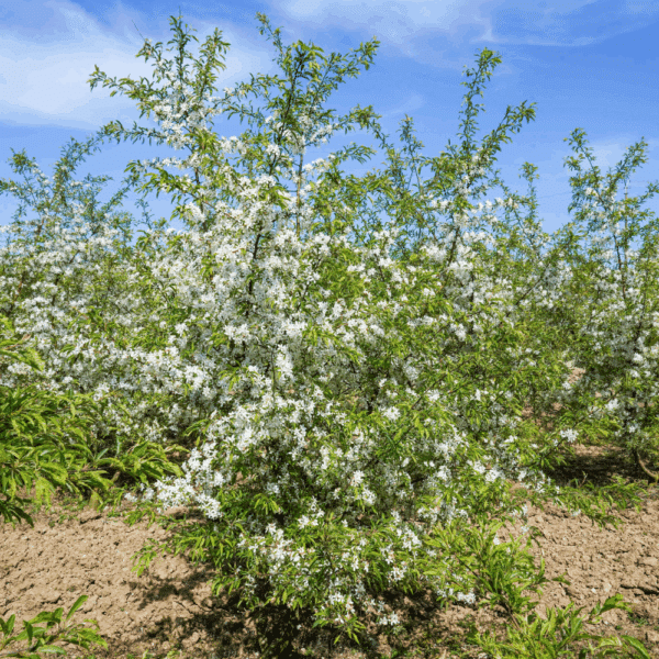 MALUS toringo – Image 3