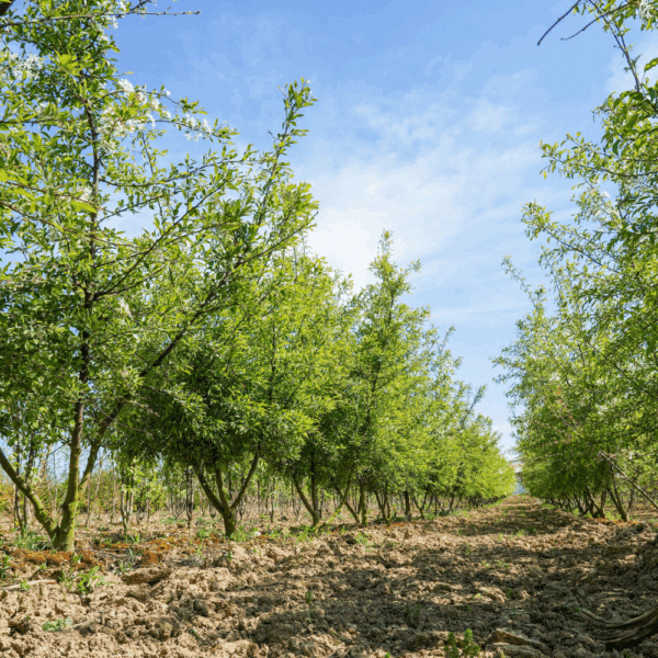 MALUS toringo – Image 7