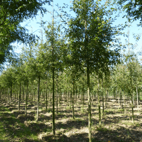 MALUS toringo – Image 4