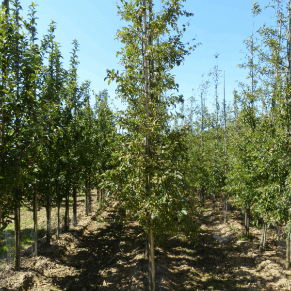 MALUS toringo – Image 6