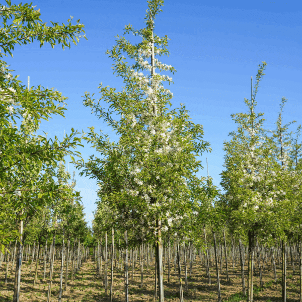 MALUS toringo 'Brouwers Beauty' – Image 4