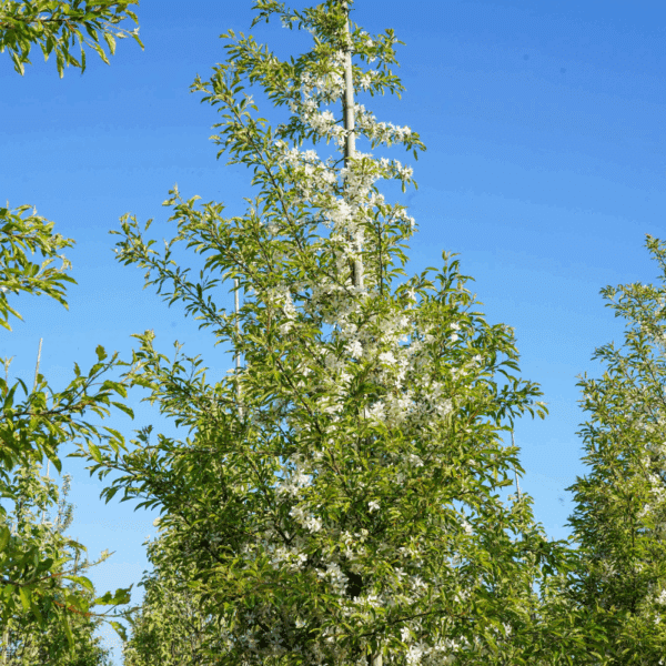 MALUS toringo 'Brouwers Beauty' – Image 2