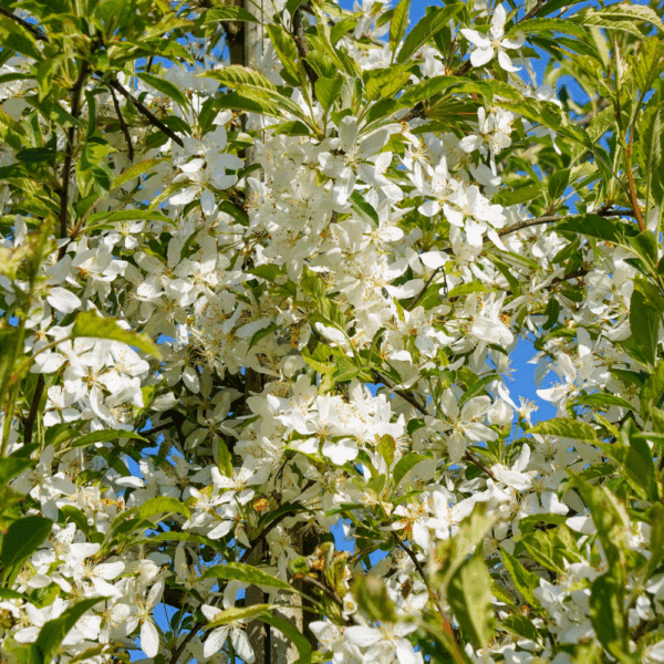 MALUS toringo 'Brouwers Beauty' – Image 3