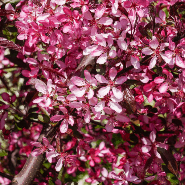 MALUS toringo 'Freja' – Image 3