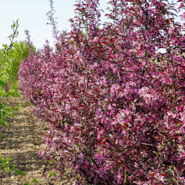 MALUS toringo 'Freja' – Image 5