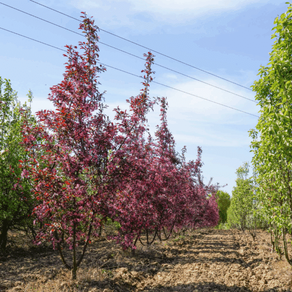 MALUS toringo 'Freja' – Image 6