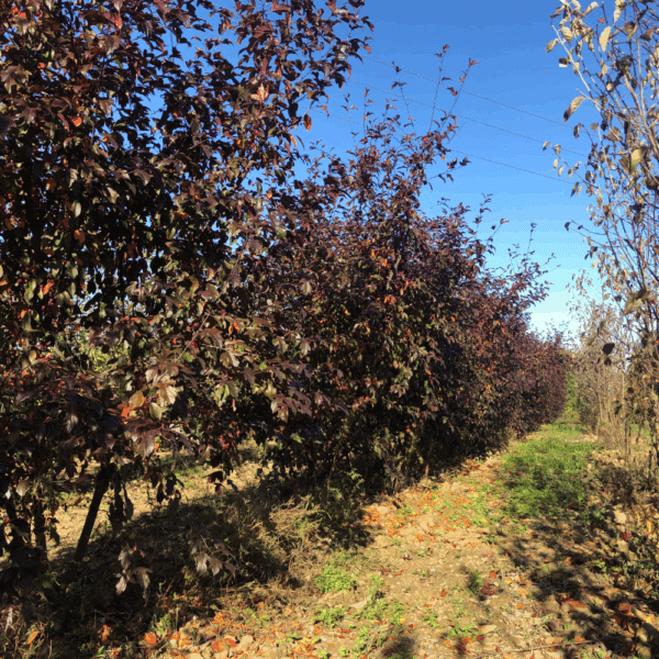 MALUS toringo 'Freja' – Image 7