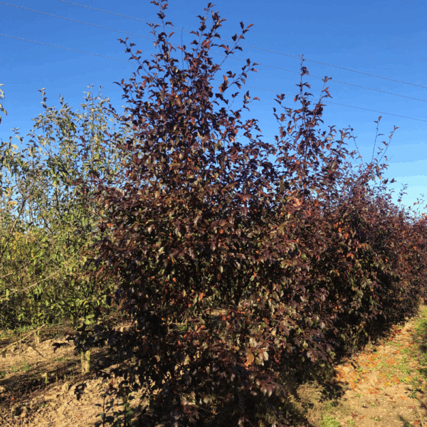 MALUS toringo 'Freja' – Image 4
