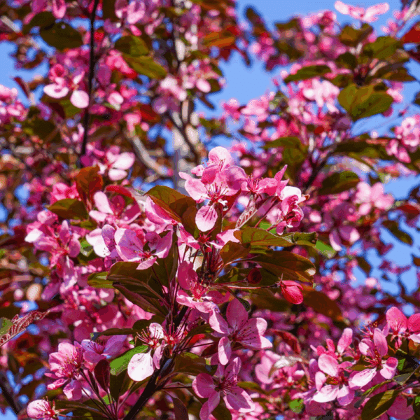 MALUS toringo 'Scarlett®' – Image 3