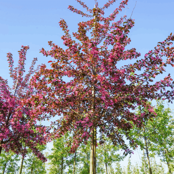 MALUS toringo 'Scarlett®' – Image 8