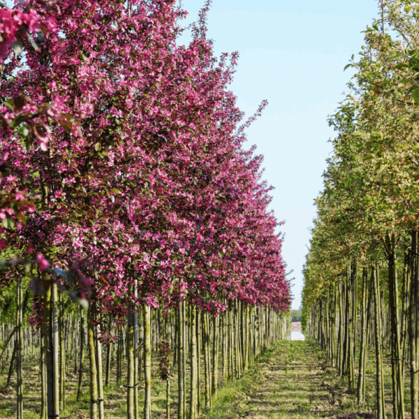 MALUS toringo 'Scarlett®' – Image 2