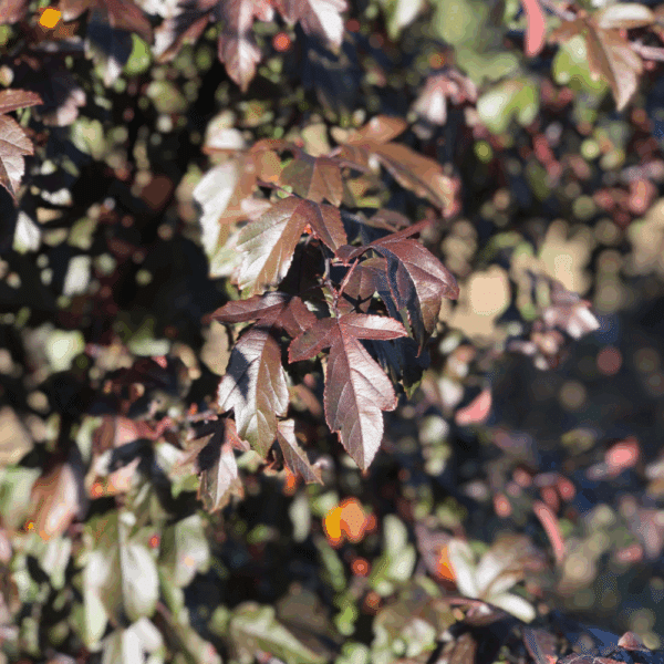 MALUS toringo 'Scarlett®' – Image 7