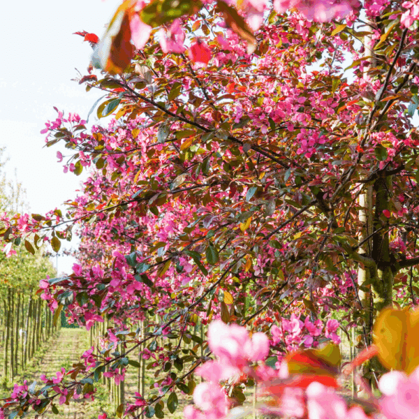 MALUS toringo 'Scarlett®' – Image 5