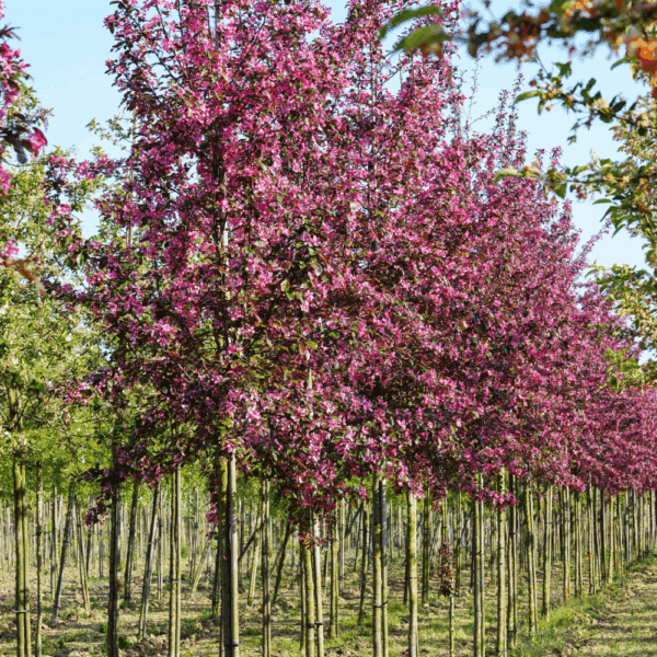 MALUS toringo 'Scarlett®' – Image 4