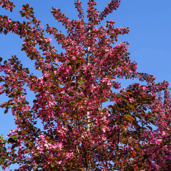 MALUS toringo 'Scarlett®' – Image 6