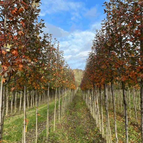 MALUS trilobata