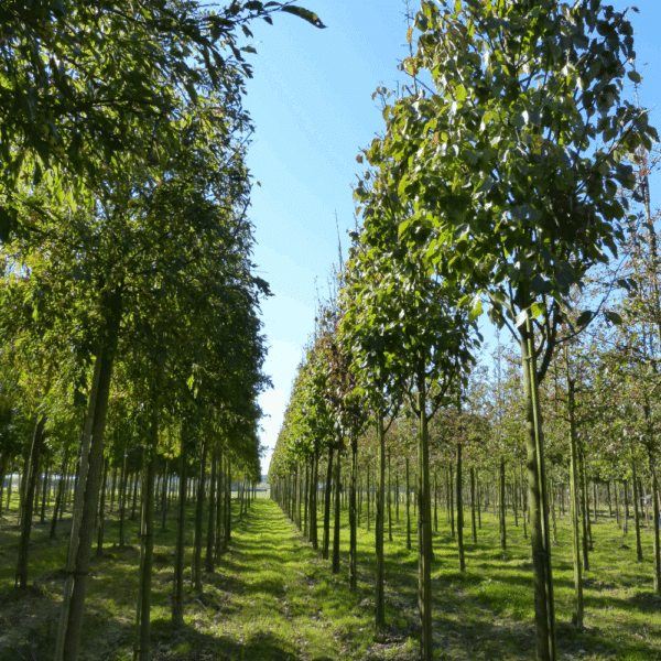 MALUS tschonoskii – Image 2