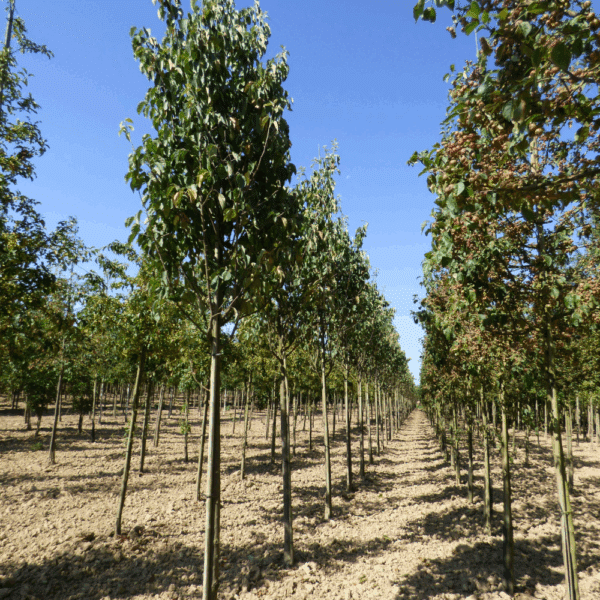 MALUS tschonoskii – Image 6