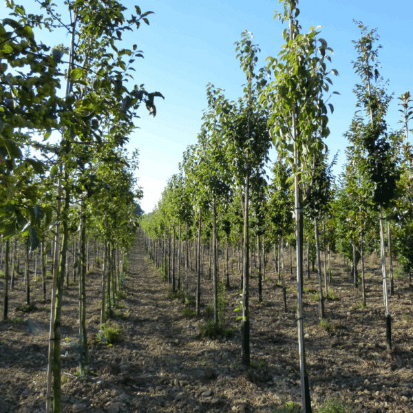 MALUS tschonoskii – Image 5