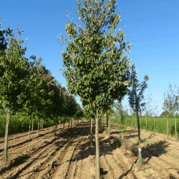 MALUS tschonoskii – Image 4