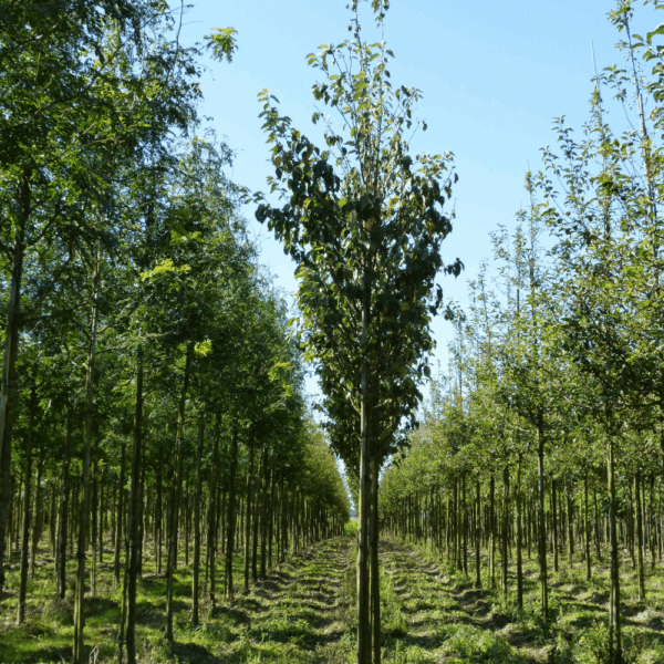 MALUS tschonoskii – Image 3