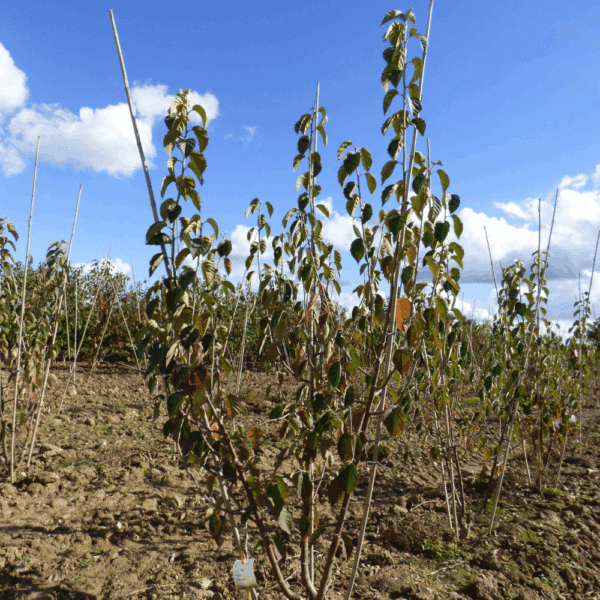 MALUS tschonoskii – Image 7