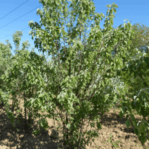MALUS tschonoskii