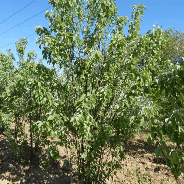 MALUS tschonoskii
