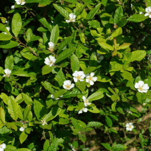 MESPILUS germanica