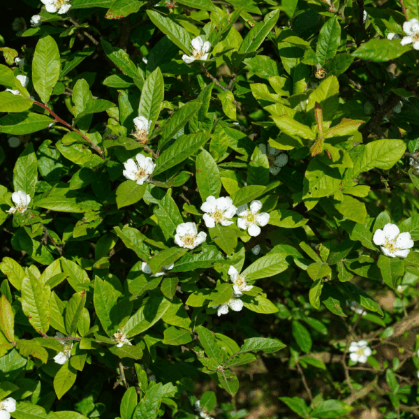MESPILUS germanica