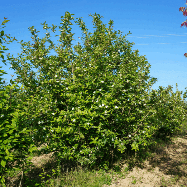 MESPILUS germanica – Image 7