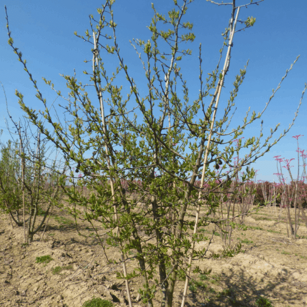 MESPILUS germanica – Image 6