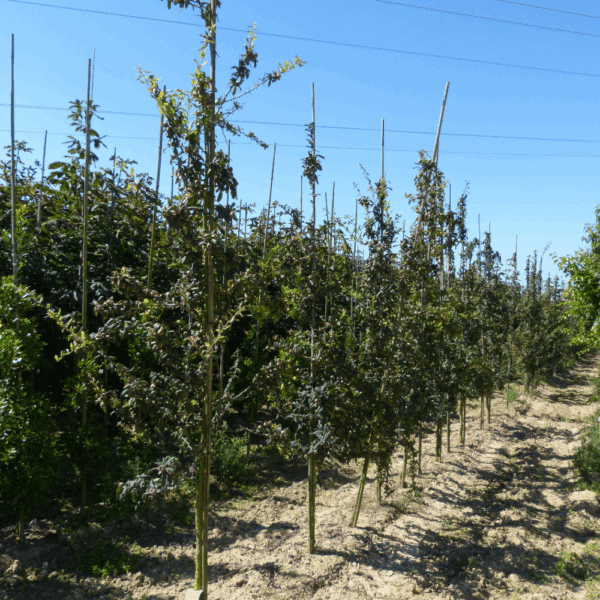 MESPILUS germanica – Image 4