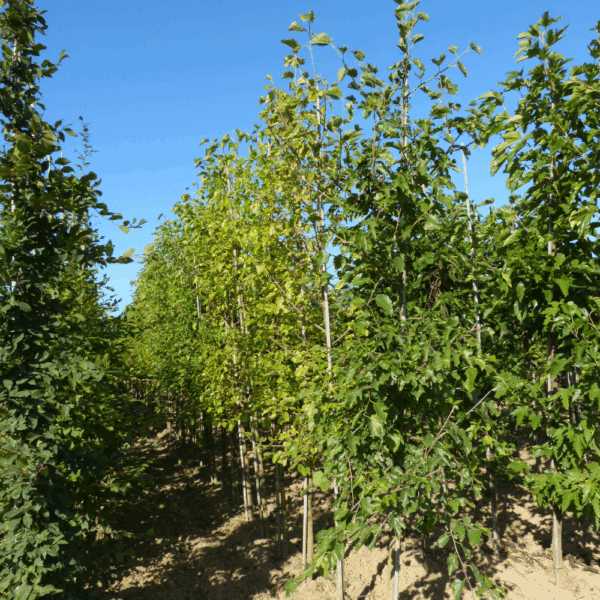 MESPILUS germanica – Image 3