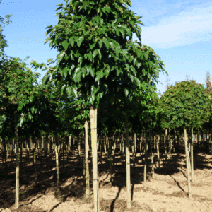 MORUS alba