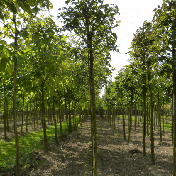 MORUS alba – Image 2