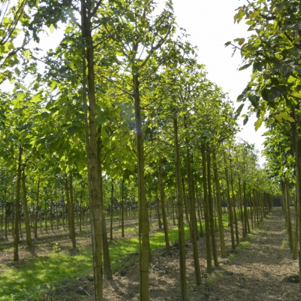 MORUS alba – Image 4