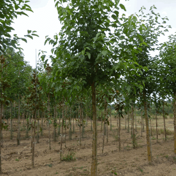MORUS alba – Image 3