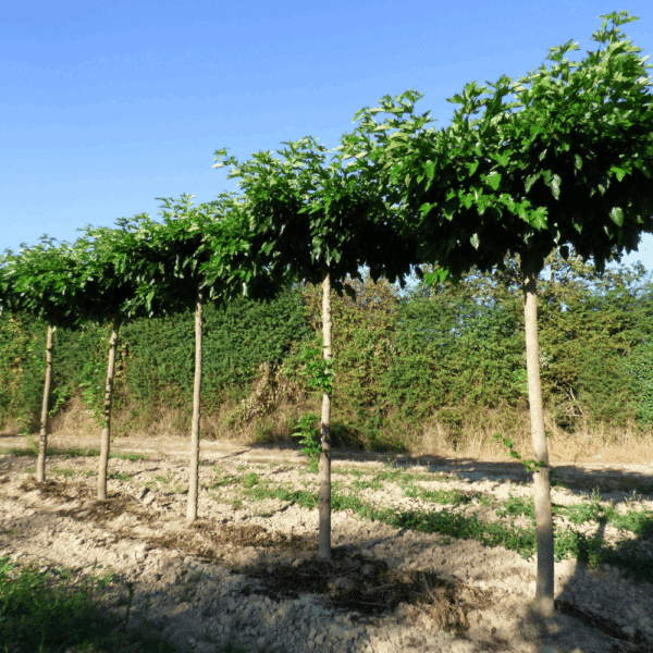 MORUS alba 'Fruitless' – Image 6