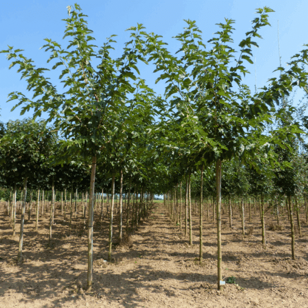 MORUS alba 'Fruitless' – Image 8