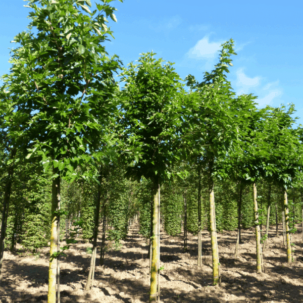 MORUS alba 'Fruitless' – Image 3
